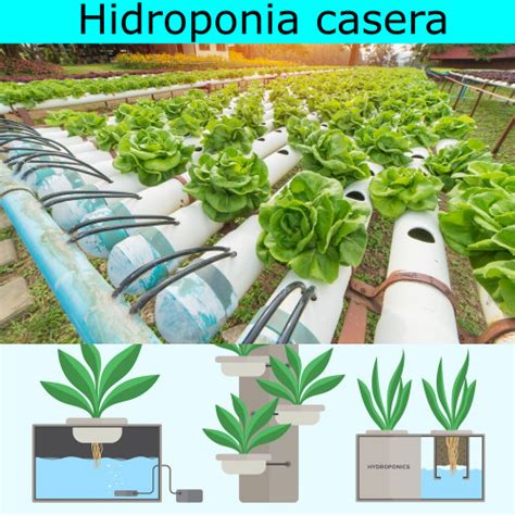 Hidroponia Casera: como hacer un cultivo paso a paso 2024