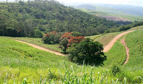 Dirt Roads On Sugar Cane Estate Free Stock Photo - Public Domain Pictures