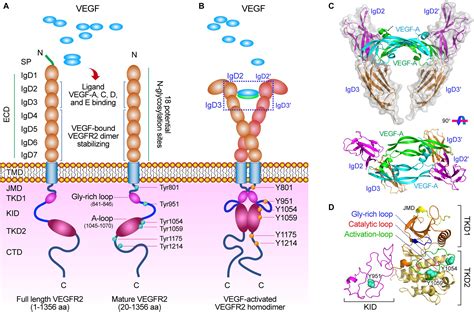 Frontiers | Molecular Bases of VEGFR-2-Mediated Physiological Function and Pathological Role