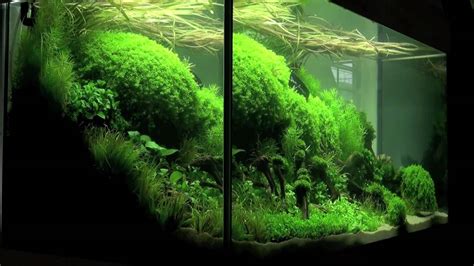 Aquascaping - Aquarium Ideas from The Art of the Planted Aquarium 2011 ...