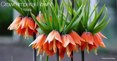 Growing The Crown Imperial Flower (Fritillaria) In Your Garden