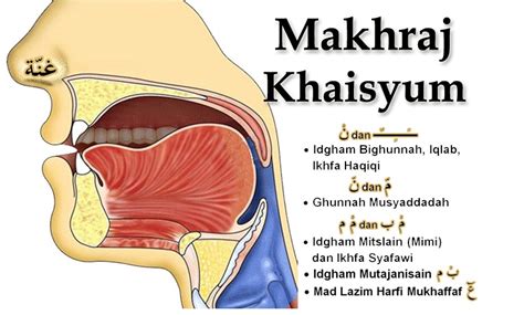 Sebutan Huruf dan Penjelasan 5 Makhraj Hurufnya dalam Hukum Tajwid [Disertai Gambar] Lengkap ...