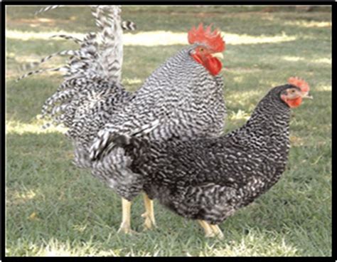 Local Chicken Breeds of Africa: Their Description, Uses and Conservation Methods - MDPI