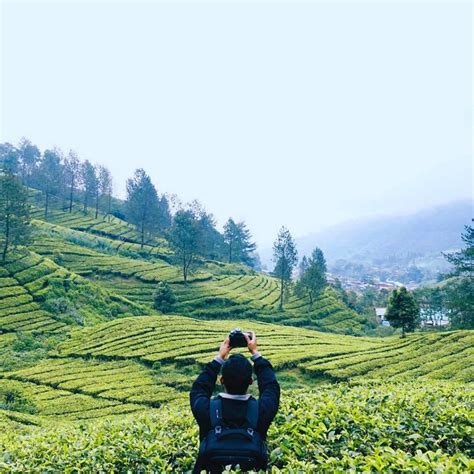 Nyenangin Mata dan Hati, 5 Kebun Teh Bogor Dengan View Yang Bikin Tertarik Pengunjung - Karo Gaul