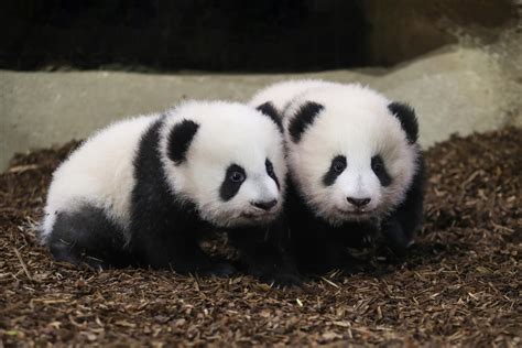 Cute Panda Cubs