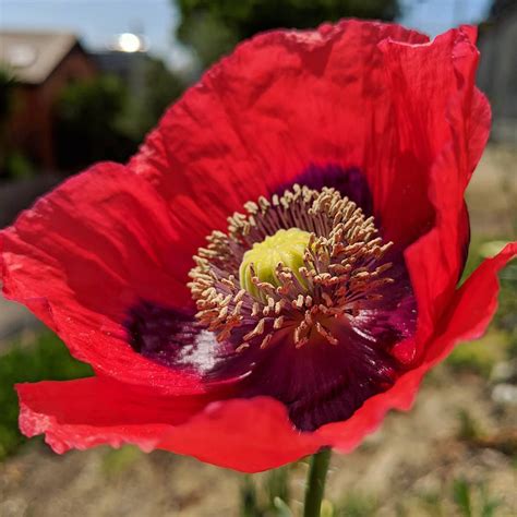 Opium Poppy (Papaver somniferum) – Weeds of Melbourne