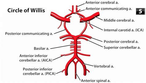 Arteries Diagram Labeled Simple Circle Of Willis Anatomy Diagram ...