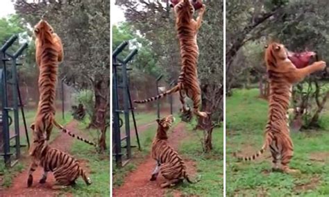 Slow motion video captures tiger jumping 10ft into the air to catch ...