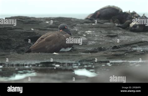 Santiago island wildlife Stock Videos & Footage - HD and 4K Video Clips - Alamy