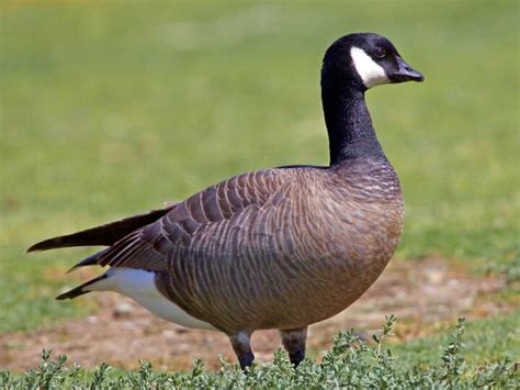 Canada Goose : Op Ed How Canada Goose S Practical Coats Became A ...