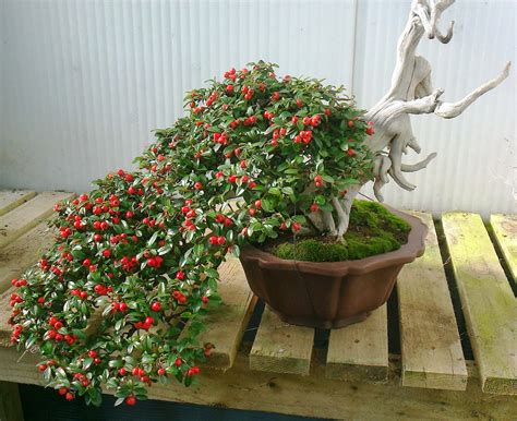 Bespoke Bonsai Stands: Snapshot of my Cotoneaster