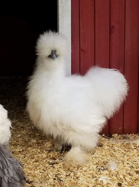 White Silkie Bantam Chickens for Sale | Cackle Hatchery