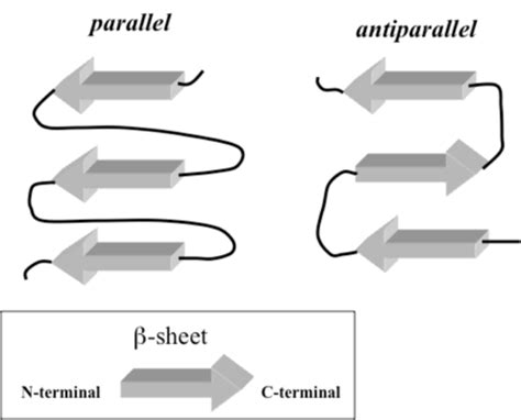 Beta Sheet Antiparallel Vs Parallel