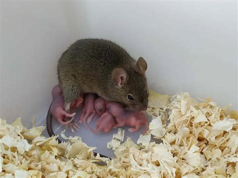 Mice Birthed From Unfertilized Eggs for the First Time | Smithsonian