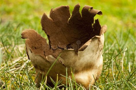 Puffball Mushroom after Spore Release. Stock Photo - Image of detail ...