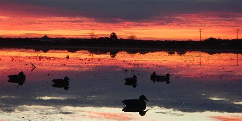 Duck Hunting Tips for Pre-Season