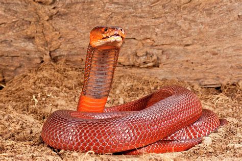 Red Spitting Cobra, Naja Mossambica Photograph by David Northcott ...