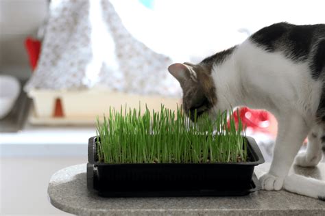 Cat Grass Growing And Care: Planting, Keeping, Maintaining