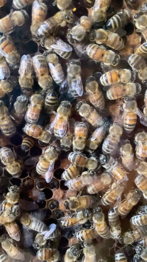 The Honey Bee Waggle Dance: Did You Know? - Butterfly Pavilion Zoo Guide