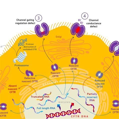 The six mutation classes of cystic fibrosis transmembrane conductance ...