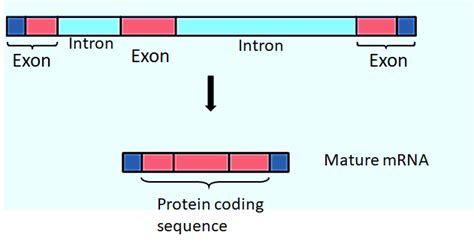 In split genes, the coding sequences are called as(a) Introns(b ...