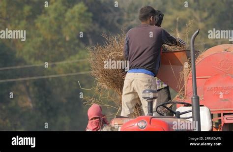 Mustard seed field Stock Videos & Footage - HD and 4K Video Clips - Alamy