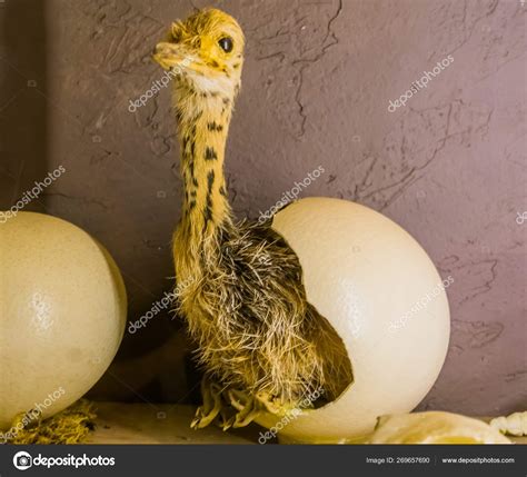 Baby ostrich coming out of a hatched egg, birth process of a flightless ...