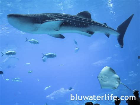 Georgia Aquarium Whale Sharks-13 - bluwaterlife