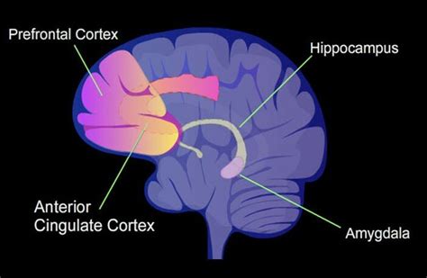 Anterior Cingulate Cortex | Download Scientific Diagram