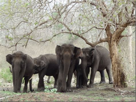 Book a thrilling wildlife safari at Bandipur National Park