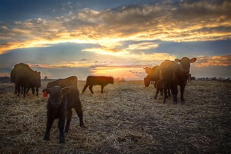 Cattle Sunset 2 Photograph by Thomas Zimmerman