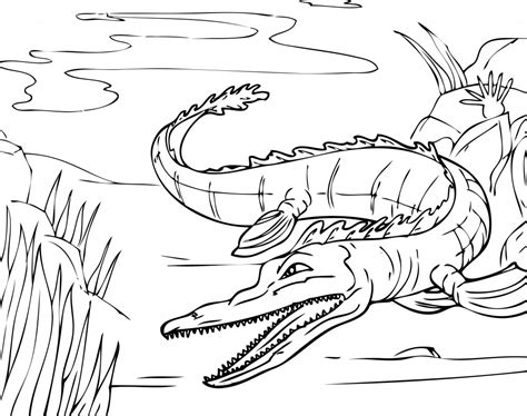 Alligator Coloring Printable Coloring Pages