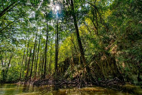 The Role of Mangroves in Palawan's Ecosystem in 2024