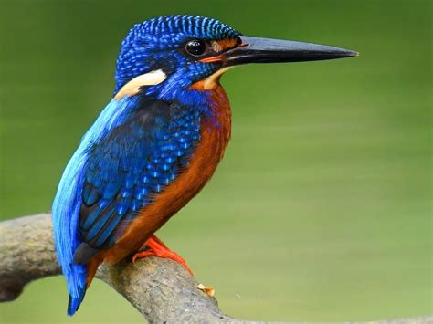 Blue-eared Kingfisher - eBird | Kingfisher, Common kingfisher, Kingfisher bird