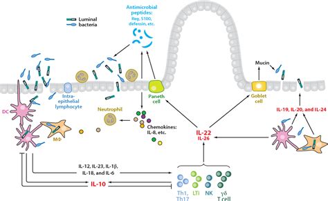 Figure 5 from Regulation and functions of the IL-10 family of cytokines ...