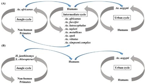 Transmission cycles of yellow fever virus (YFV) in Africa and South... | Download Scientific Diagram