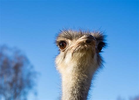 Premium Photo | Portrait of a graceful ostrich portrait of an exotic bird