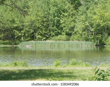 Beaver Dam Lake Stock Photo 1583492086 | Shutterstock