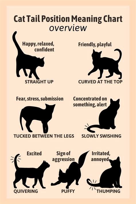 A Guide To The Cat Tail Position Meaning Chart