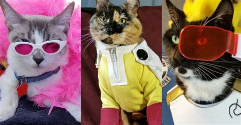 14 Cats Whose Anime Cosplay Is Better Than Yours