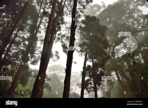 Early morning winter nature scenery in Taiwan Stock Photo - Alamy