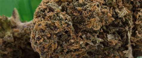 Snowcap Strain Cannabis Strain Information & Review