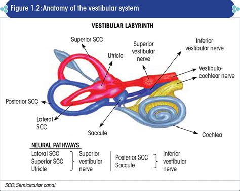 Evaluation of the vestibular system by clinical tests and by vestibulometry – HappyVertigo