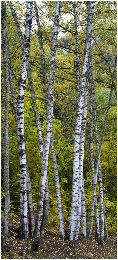 Birch forest - bosco di betulle