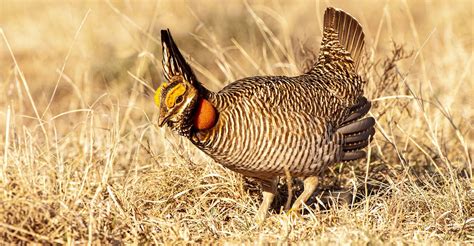 Lesser prairie-chicken put on endangered list