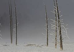 Category:Trees in Yellowstone National Park - Wikimedia Commons