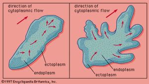 Amoeboid Motion