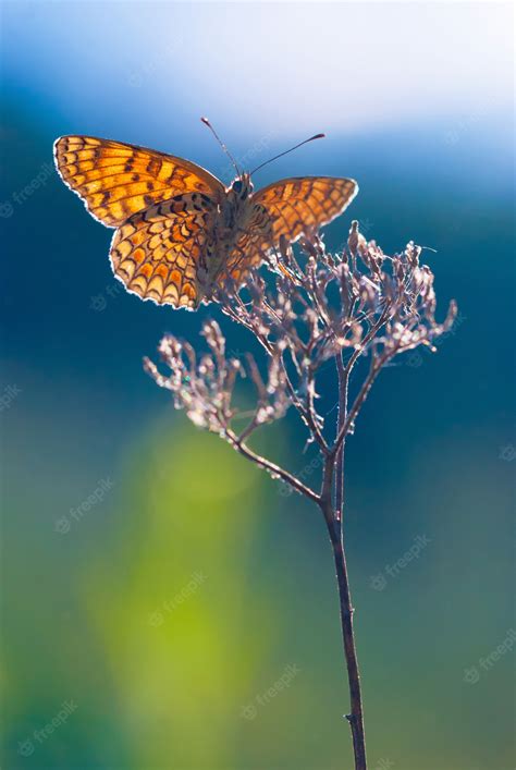 Premium Photo | Beautiful butterfly at sunset