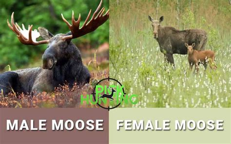 Do Female Moose Have Antlers? [Secret Info Revealed]