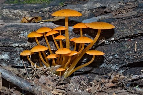 Orange Mushroom Identification: 11 Common Varieties